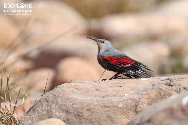 Buffer Forest Bird Watching