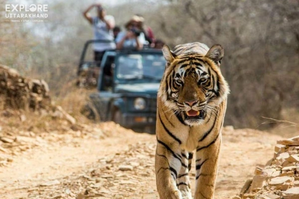 Jim Corbett Tour Package