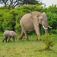Wildlife in Uttarakhand